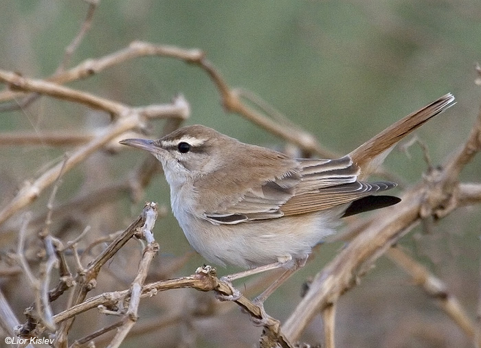      Rufous Bush Robin                              Cercotrichas galactotes   , 2009.: 